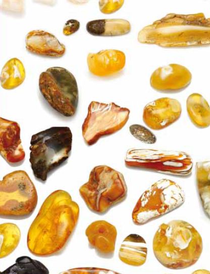 Baltic Amber Collection
