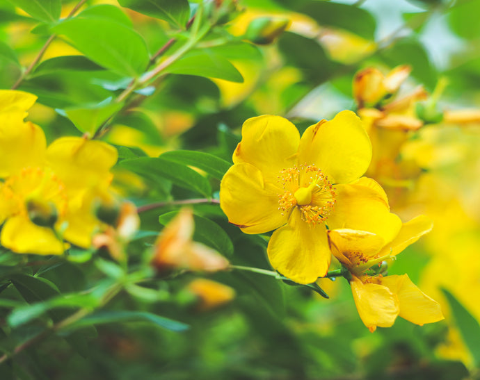 Baltic Amber Oil – Blessed Maine Herb Farm